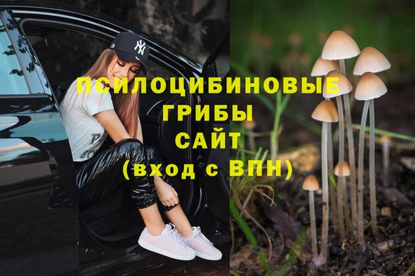 PSILOCYBIN Армянск